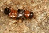 ant-hunting rove beetle - Myrmoecia lauta (found under a rock amongst a Tapinoma ant nest)