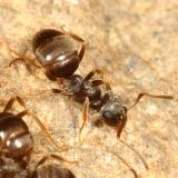 Lasius americanus