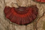 Ganoderma lucidum