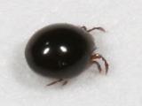 Soil Mite - Oribatida - Poronota - Ceratozetoidea - Euzetidae - Euzetes sp.