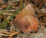 Brown Elfin - Callophrys augustinus