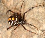 subadult male Northern Black Widow - Latrodectus variolus