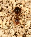 False Honey Ant - Prenolepis imparis