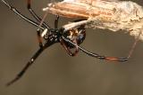 male Northern Black Widow - Latrodectus variolus