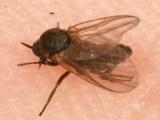  Black Fly - Simuliidae