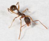 Aphaenogaster sp.