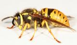 Vespula maculifrons (queen Eastern Yellowjacket)