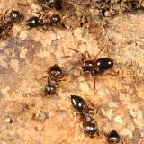 Phruronellus formica (with Acrobat Ants - Crematogaster sp.)