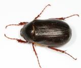 Phyllophaga anxia