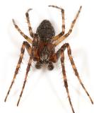 Gray cross spider - Larinioides sclopetarius (male)