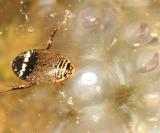 Predacious Diving Beetles - Dytiscidae