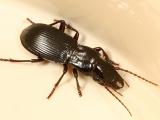 Pterostichus rostratus