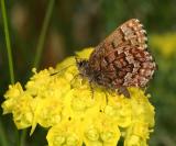 Eastern Pine Elfin nectaring