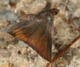 Henrys Elfin - Callophrys henrici in flight