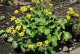 Marsh Marigold - Caltha palustris