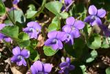 Common Blue Violet - Viola sororia