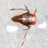 Notonecta sp. (nymph)
