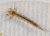 Ochlerotatus sp. (larva)