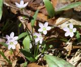 Carolina Spring-Beauty - Claytonia caroliniana