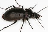 Carabus nemoralis