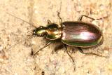 Agonum cupripenne