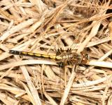 Hudsonian Whiteface - Leucorrhinia hudsonica (female)