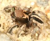 Habronattus calcaratus maddisoni