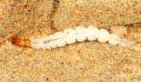 Fingernet Caddisfll larva - Philopotamidae