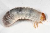Osmoderma sp. larva