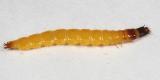 Eyed Click Beetle larva- Alaus oculatus
