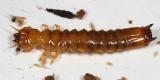 Neopyrochroa femoralis larva