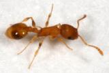 Temnothorax curvispinosus