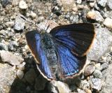 Early Hairstreak - Erora laeta