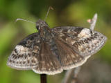 Persius Duskywing - Erynnis persius