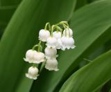 Lily of the Valley - Convallaria majalis