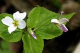 Canada Violet - Viola canadensis