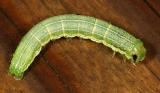 9454 - Veiled Ear Moth - Amphipoea velata