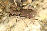 Twelve-Spotted Tiger Beetle - Cicindela duodecimguttata