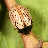 Dogwood Calligrapha - Calligrapha philadelphica