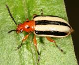 Three-lined Potato Beetle -  Lema daturaphila