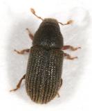 Hylastinus obscurus