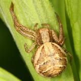  Xysticus sp.