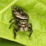 Phidippus clarus