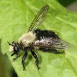 Laphria flavicollis