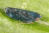 Yellowfaced Leafhopper - Scaphytopius frontalis