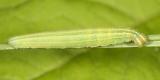 European Skipper caterpillar - Thymelicus lineola