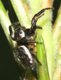Salticidae - Dendryphantinae - Pelegrina sp.