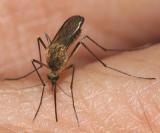 Mosquito - Culicidae - Ochlerotatus sp.