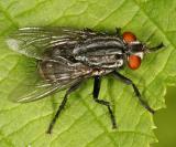  Flesh Fly - Sarcophagidae