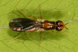 Rust Fly - Psilidae - Psila collaris